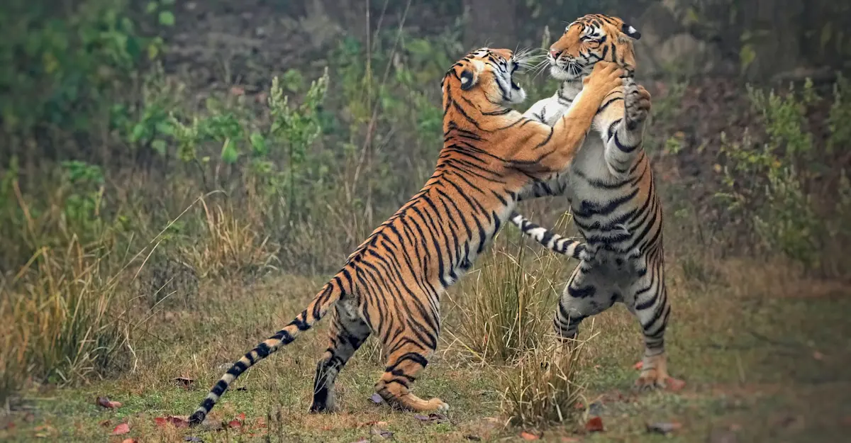 Tigers Sparring.