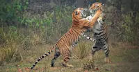 Tigers Sparring