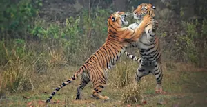 Tigers Sparring