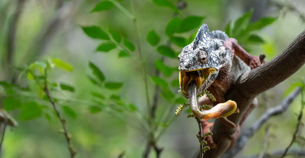 Chameleon, Madagascar.