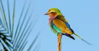 Lilac-breasted roller, Okavango Delta, Botswana