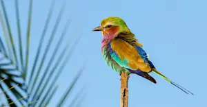 Lilac-breasted roller, Okavango Delta, Botswana