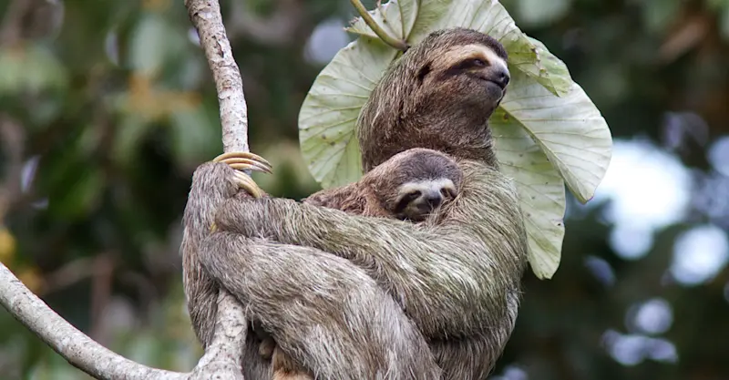 Mother sloth and baby, Tiskita Jungle Lodge, Costa Rica.