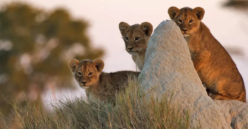 Lion cubs on termite mound, Manyeleti Game Reserve, South Africa.
