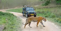 Tiger safari, Tadoba National Park, India.