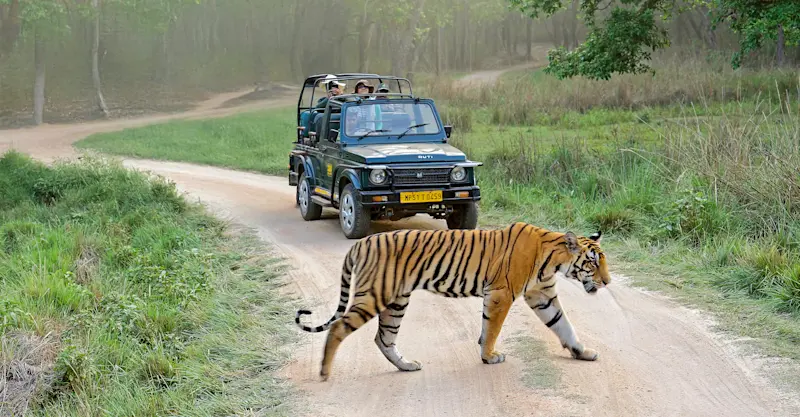 Tiger safari, Tadoba National Park, India.