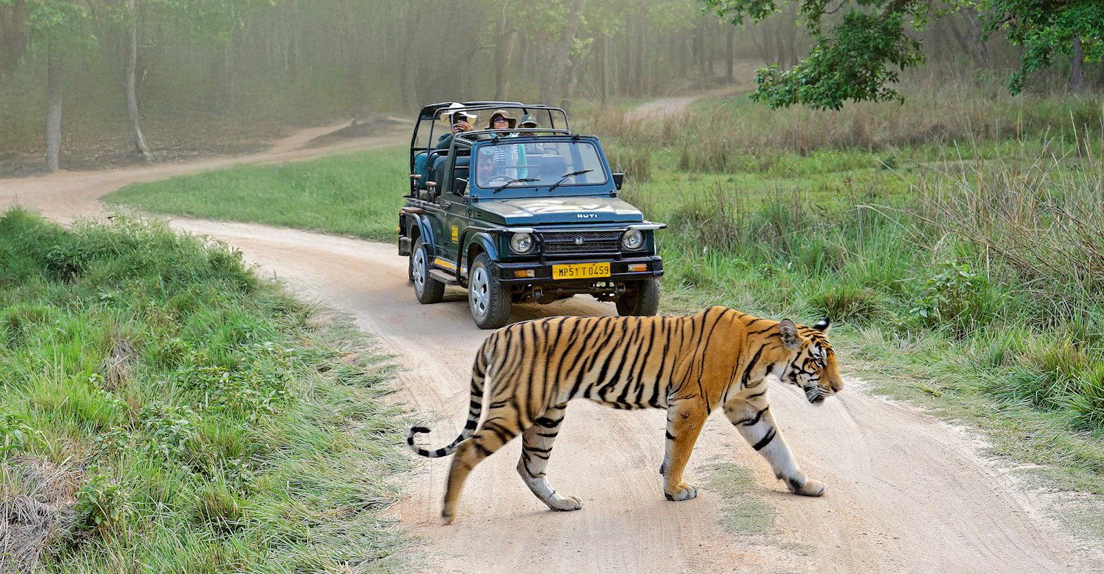 Tiger safari, Tadoba National Park, India.