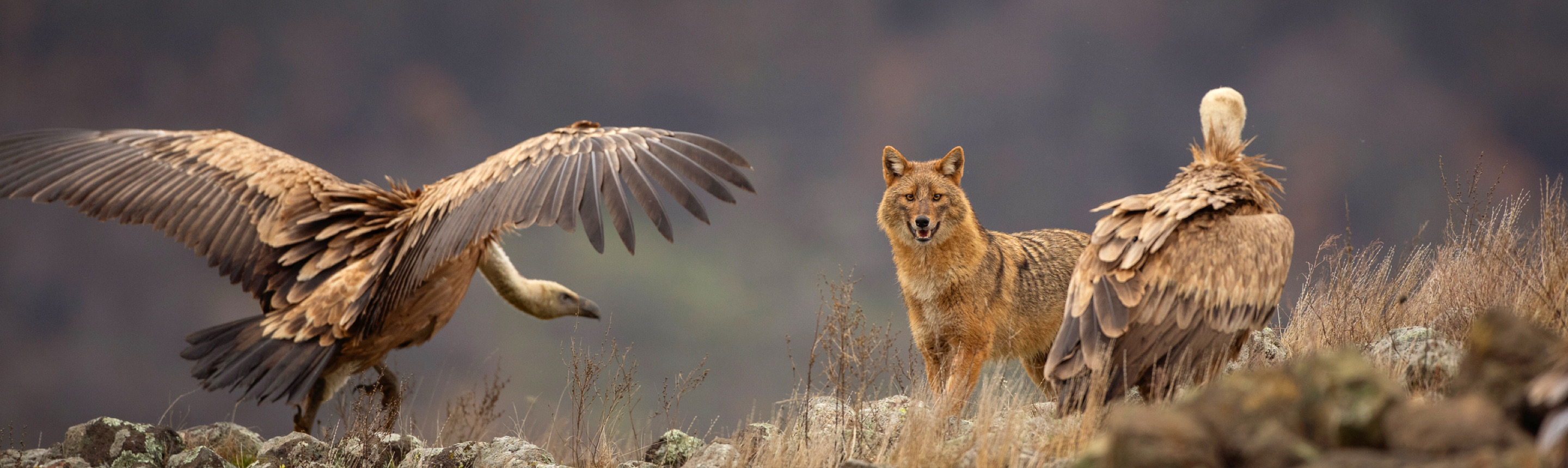 Unveiling Croatia's Hidden Wilderness: A Comprehensive Guide to Wildlife Photography Hotspots