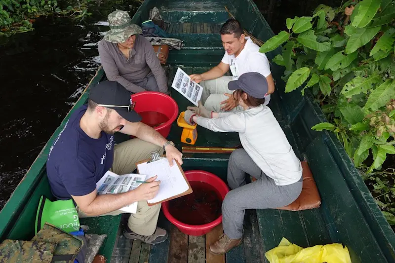 Measuring piranha before releasing them on an Earthwatch expedition in Peru.