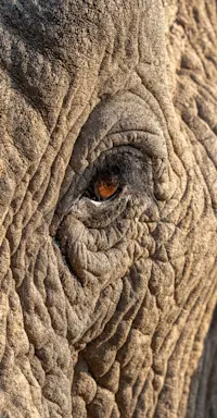 Elephant, Madikwe Private Reserve, South Africa.