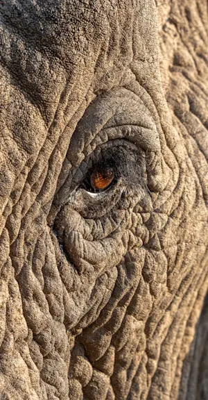Elephant, Madikwe Private Reserve, South Africa.