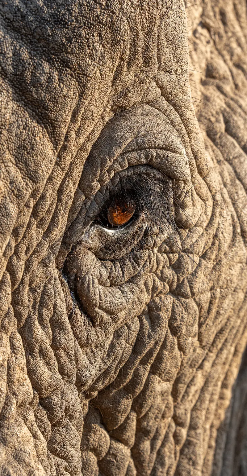 Elephant, Madikwe Private Reserve, South Africa.