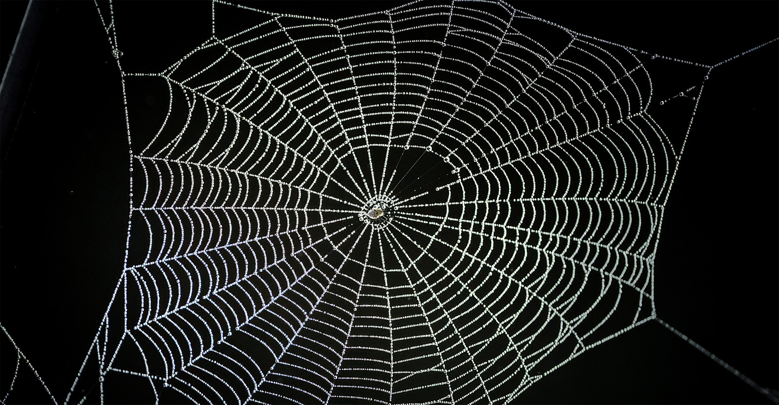 Spider web, Pantanal