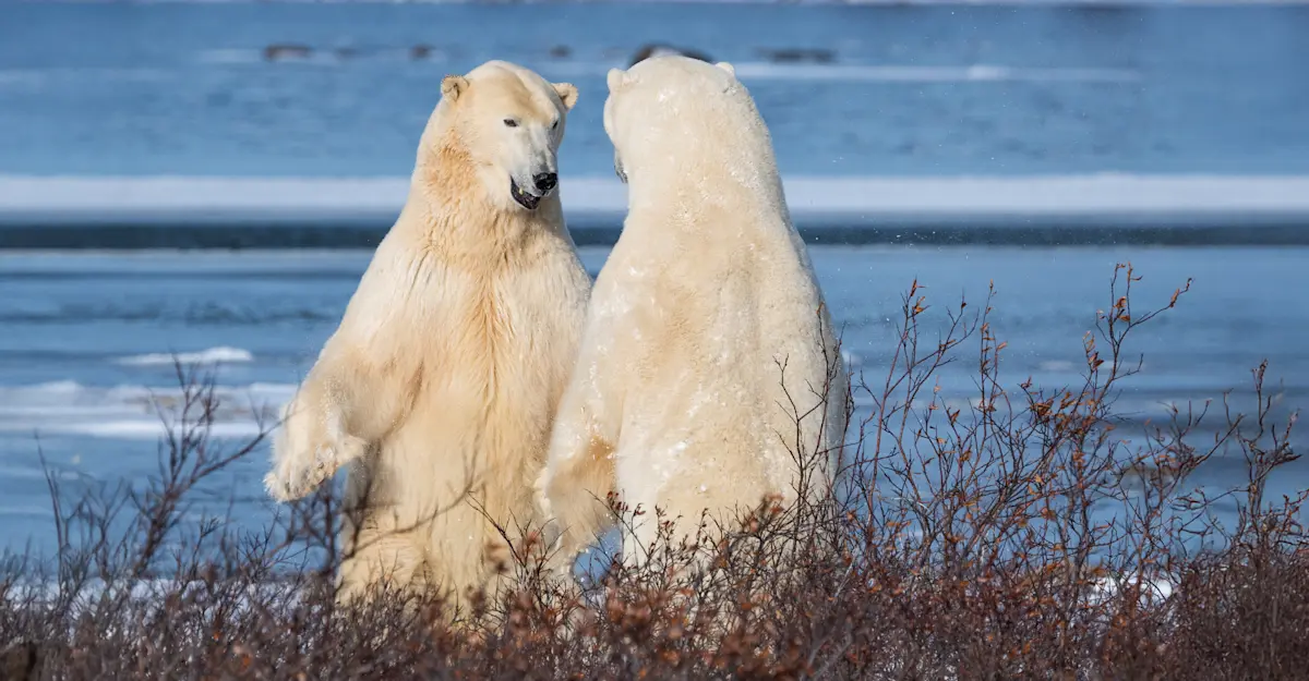 Sparring Polar Bears.