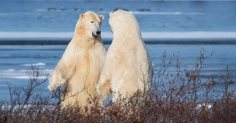 Sparring Polar Bears