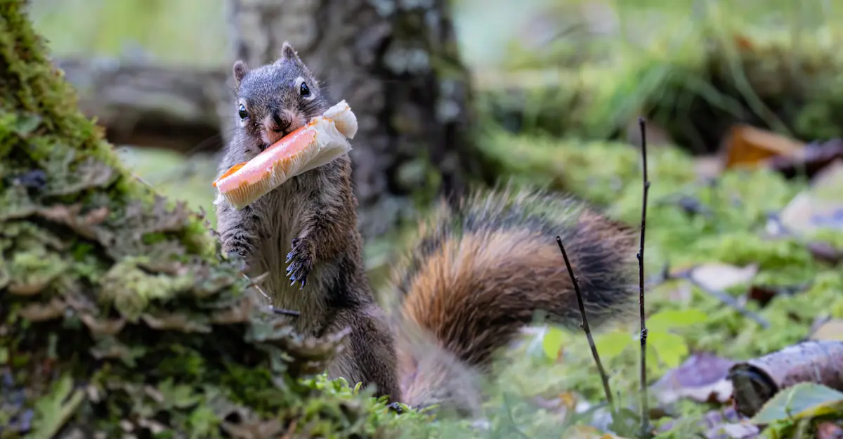 Squirrel, Alaska.
