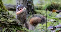 Squirrel, Alaska