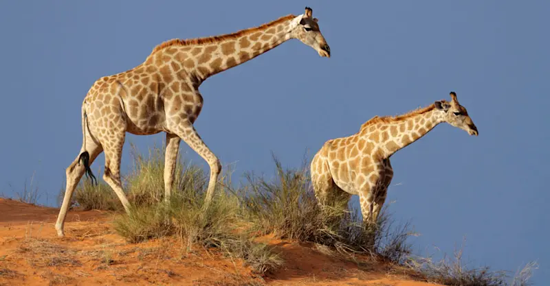 Giraffes, Palmwag Concession, Namibia.