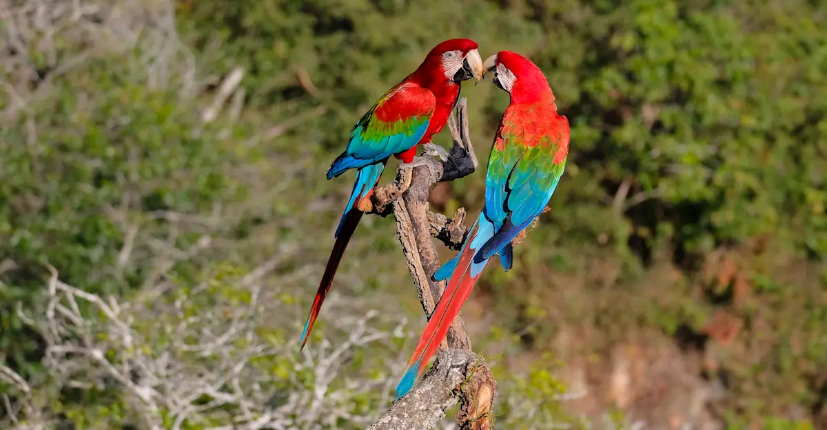 Scarlet macaws, Pantanal, Brazil.