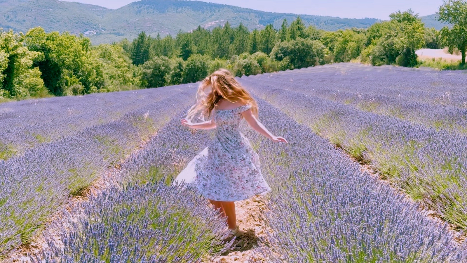 A lavender field in full bloom; our favorite of the French Provencal villages,  Saignon.