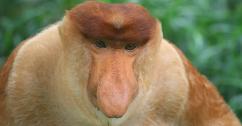 Proboscis monkey, Bako National Park, Borneo.