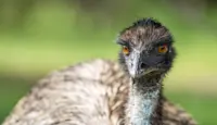 Emu, Great Ocean Road, Australia.