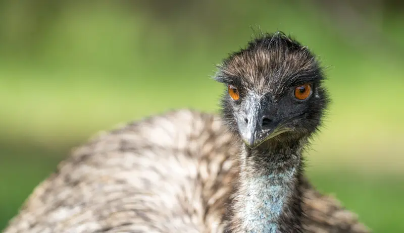 Emu, Great Ocean Road, Australia.