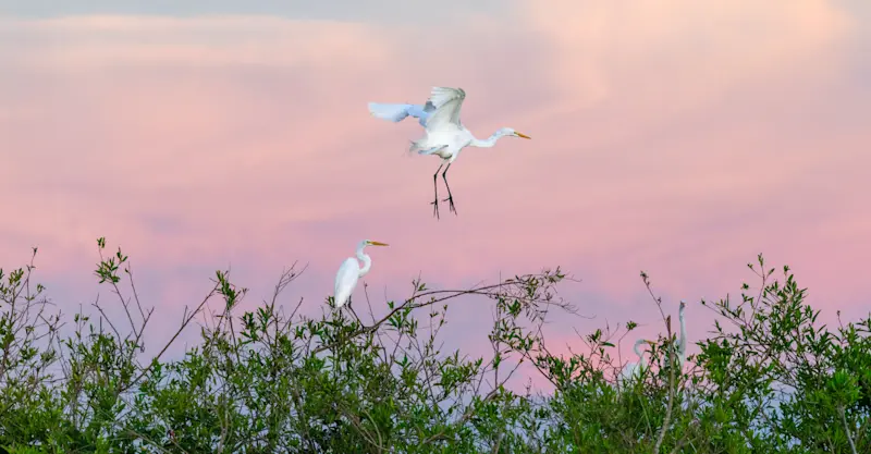 Great egrets, Amazon, Peru.
