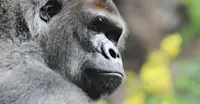 Mountain gorilla, Bwindi Impenetrable National Park, Uganda.