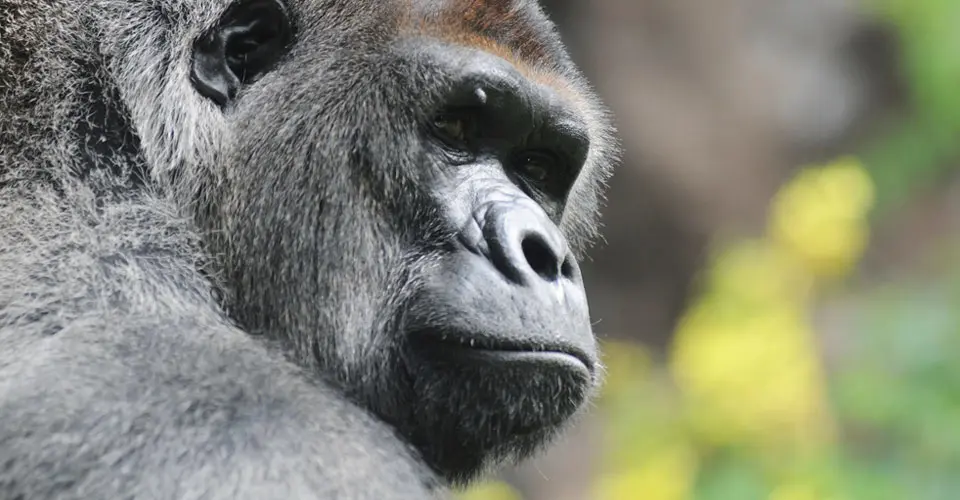 Mountain gorilla, Bwindi Impenetrable National Park, Uganda.