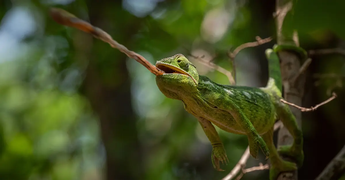 Chameleon, Madagascar.