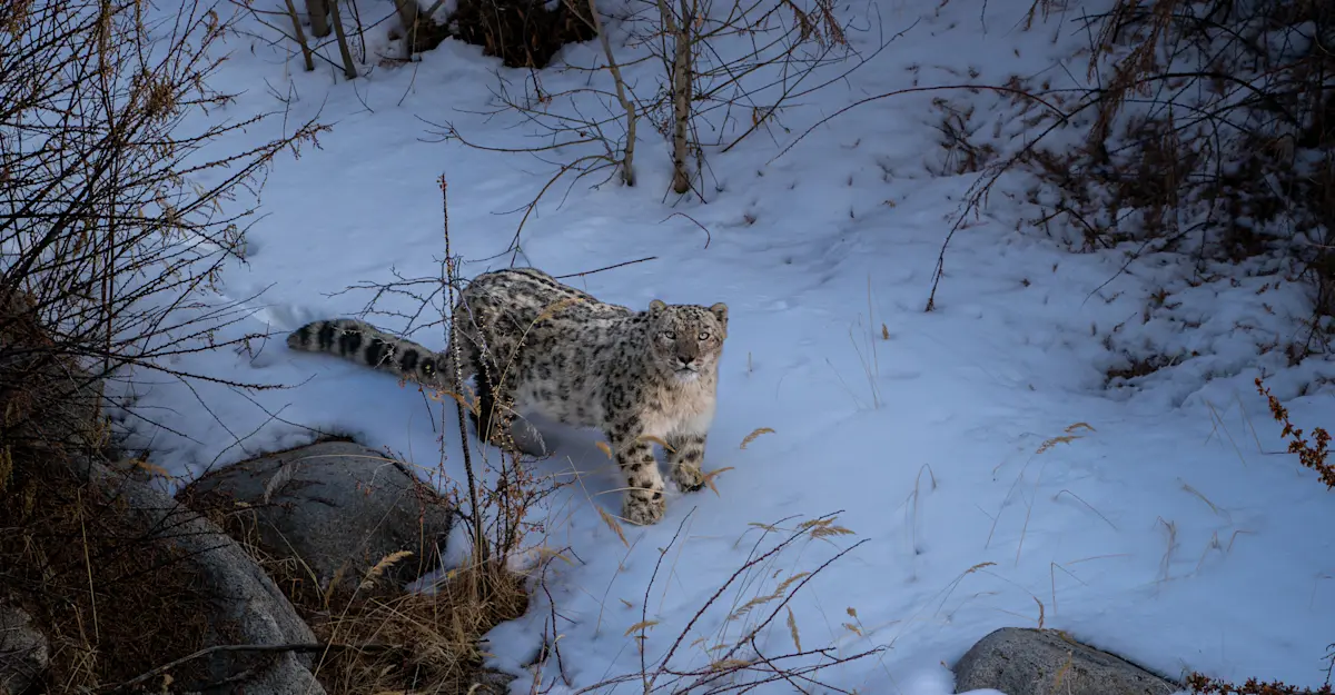 Snow Leopard, Ladakh.