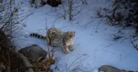 Snow Leopard, Ladakh