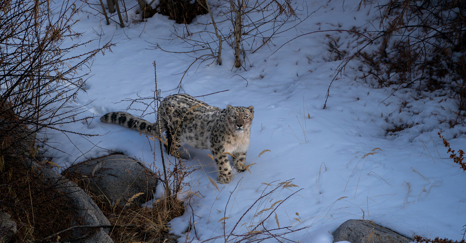 Snow Leopard, Ladakh