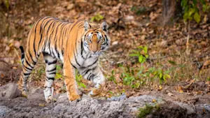 Bengal tiger, Dudhwa National Park, India.