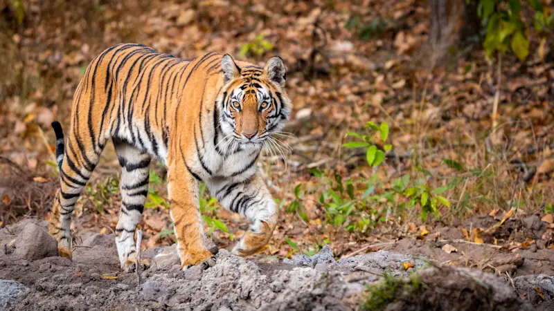 Bengal tiger, Kaziranga National Park, India.