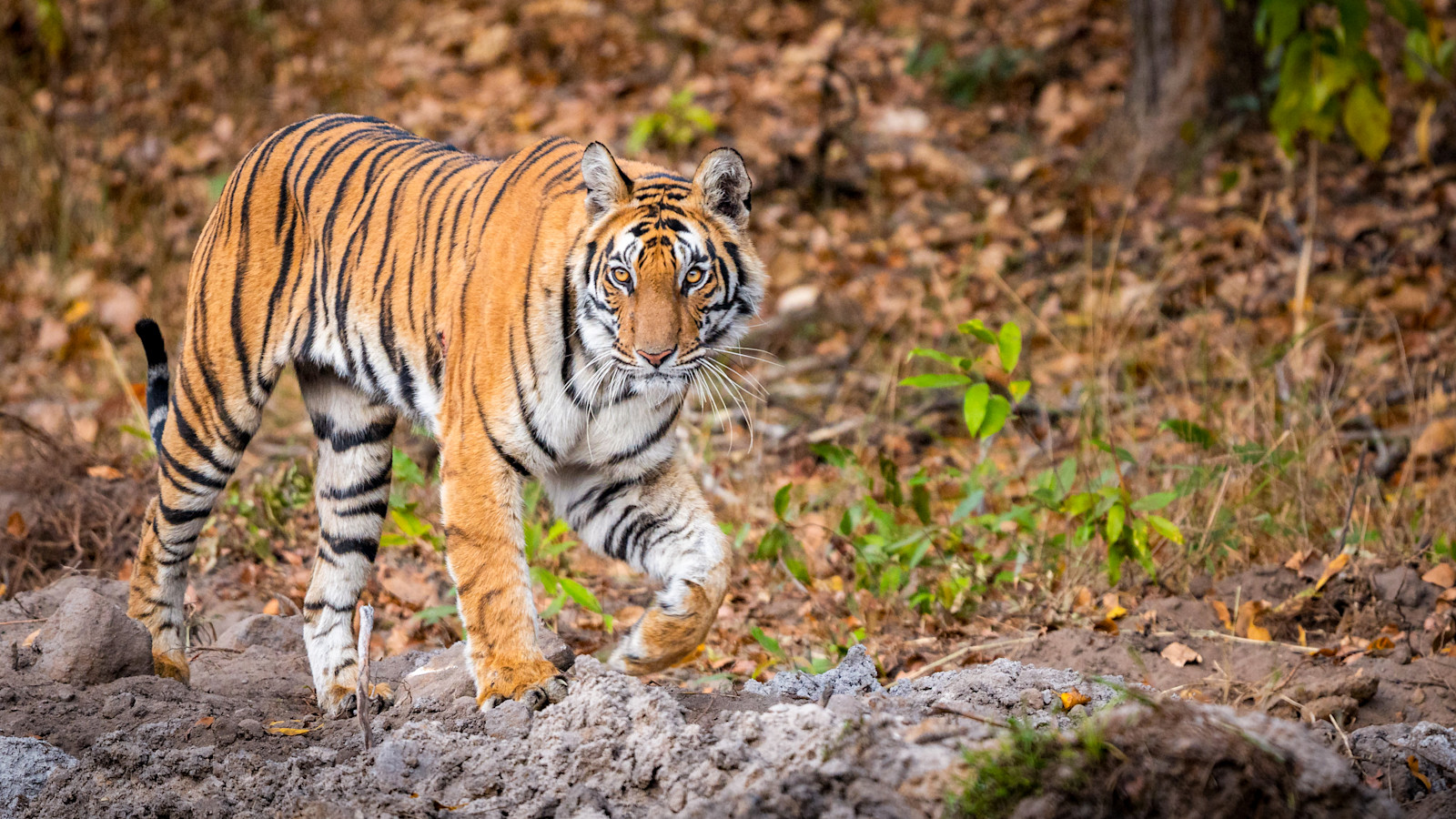 Bengal tiger, Kaziranga National Park, India.