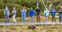 Nat Hab guests photograph a wombat, Tasmania, Australia. 