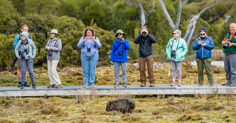 Nat Hab guests photograph a wombat, Tasmania, Australia. 