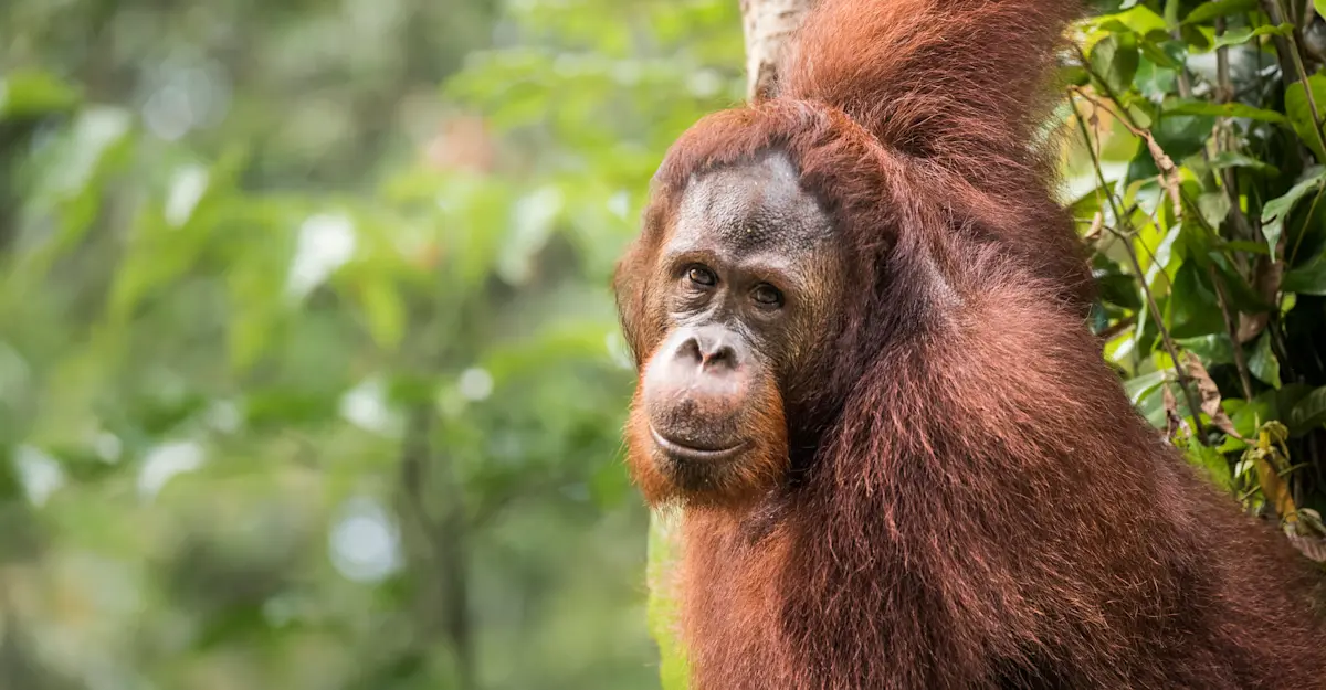 Orangutan, Borneo.