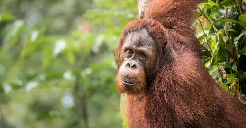Orangutan, Borneo