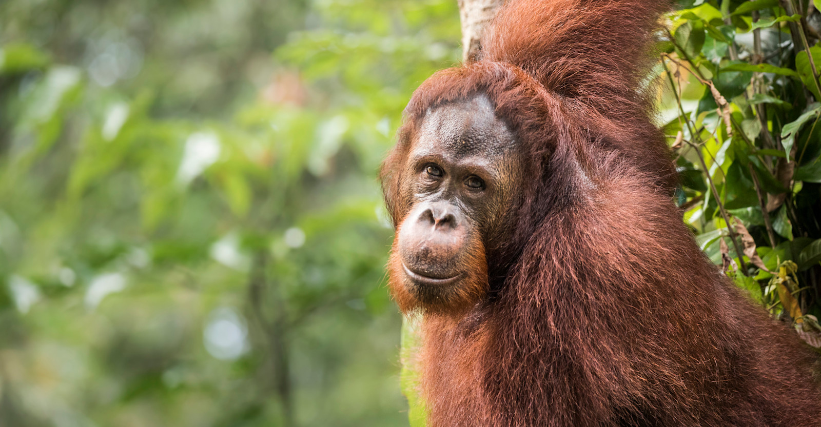 Orangutan, Borneo