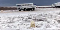 Polar bears next to Polar Rover, Churchill, Manitoba.