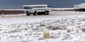 Polar bears next to Polar Rover, Churchill, Manitoba.
