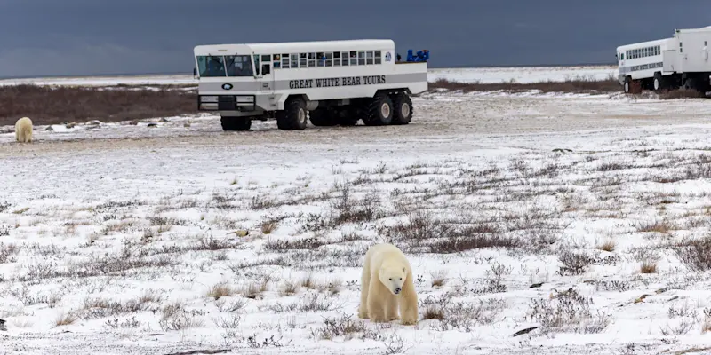 Polar bears next to Polar Rover, Churchill, Manitoba.