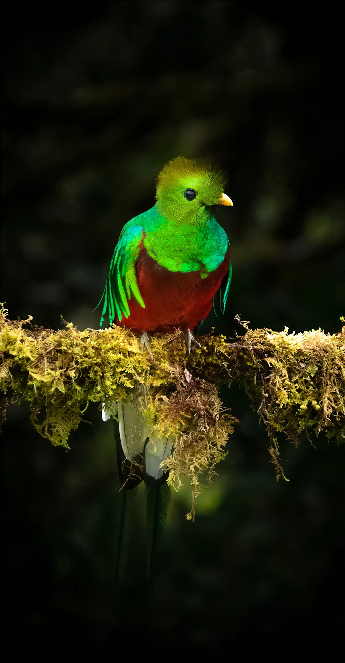 Quetzal