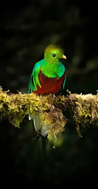 Quetzal