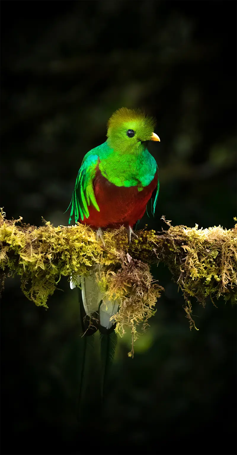 Quetzal