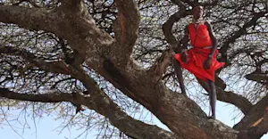 Maasai man, Lewa Wildlife Conservancy, Kenya.