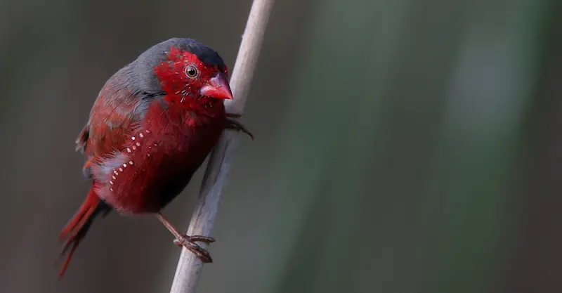 Crimson Finch - Kimberley